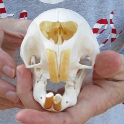 For Sale Slight B-Grade Cape Porcupine Skull measuring 5-1/4 inches long - $55