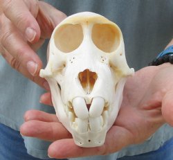 Buy this B-Grade Sub-Adult Chacma Baboon Skull 6 inches (CITES P000028466) for $115