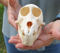 Buy this B-Grade Sub-Adult Chacma Baboon Skull 6 inches (CITES P000028466) for $115