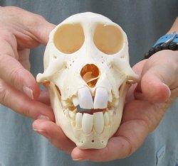 Buy this B-Grade Sub-Adult Chacma Baboon Skull 5-3/4 inches (CITES P000028466) for $115