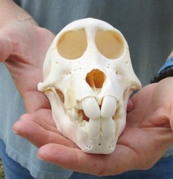 Buy this B-Grade Sub-Adult Chacma Baboon Skull 5-3/4 inches (CITES P000028466) for $115
