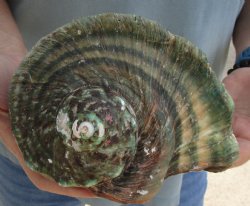 6 inch Turbo Marmoratus, green turban shell for $30