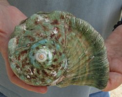 5 inch Turbo Marmoratus, green turban shell for $24
