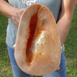 Real Yellow Helmet sea shell 11 inches -  $27