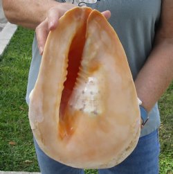 Real Yellow Helmet sea shell 11 inches -  $27