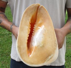 Real Yellow Helmet sea shell 11 inches -  $27