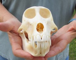 B-Grade 7" Female Baboon Skull - $125 (CITES P-000028466)