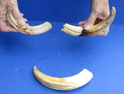 3 pc lot of 8" Ivory Tusks from African Warthogs for sale - $63