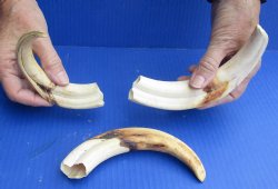 3 pc lot of 8" Ivory Tusks from African Warthogs for sale - $63
