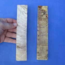 7" Pair of Sheep Horn Scales - $29