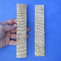 7" Pair of Sheep Horn Scales - $29