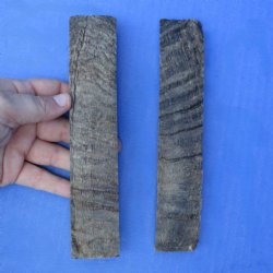 7" Pair of Sheep Horn Scales - $29