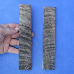 7" Pair of Sheep Horn Scales - $29