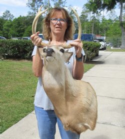 For Sale Buy this Whitetail Deer Shoulder Mount for - $400.00 - Pick Up Only
