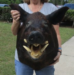 Buy this Wild Boar Shoulder Mount for - $400.00 - Pick Up Only