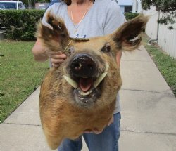 For Sale this Wild Boar Shoulder Mount for - $300.00 - Pick Up Only