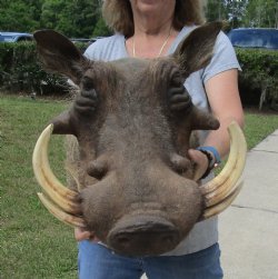 Warthog Shoulder Mount with 7 to 8 inch tusk for sale - $500.00 - Pick Up Only