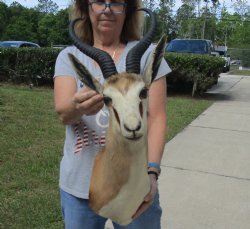 For Sale Male Springbok (Antidorcas marsupialis) Shoulder Mount for - $400.00 - Pick Up Only