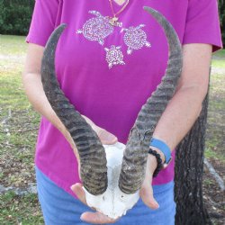 B-Grade Male Springbok Skull Plate with 11-1/2" & 12" Horns - $18