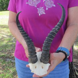 B-Grade Male Springbok Skull Plate with 9-1/4" & 10-1/2" Horns - $18