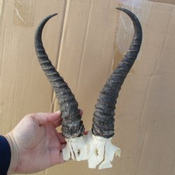 B-Grade Male Springbok Skull Plate with 10" & 10-1/2" Horns - $18