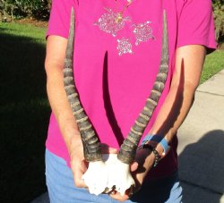 Buy this B-Grade Blesbok Skull Plate with 13 inch Horns for $20