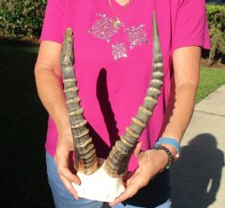 Buy this B-Grade Blesbok Skull Plate with 12 & 15 inch Horns for $20