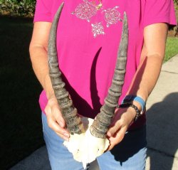 Buy this B-Grade Blesbok Skull Plate with 12 & 13 inch Horns for $20