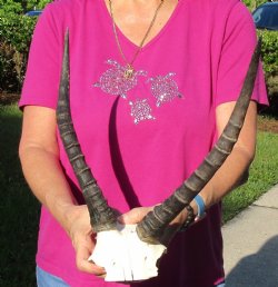 Buy this B-Grade Blesbok Skull Plate with 13 inch Horns for $20