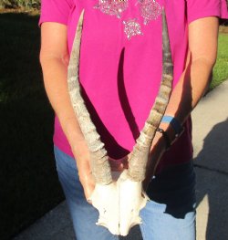 Buy this B-Grade Blesbok Skull Plate with 13 inch Horns for $20