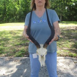 C-Grade Impala Skull with 20" Horns - $70