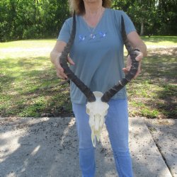 B-Grade Impala Skull with 22" Horns - $85