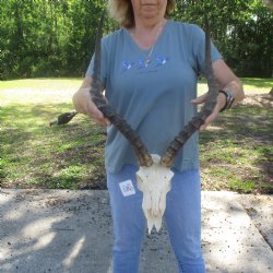 B-Grade Impala Skull with 21" Horns - $85