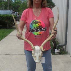 B-Grade Fallow Deer Skull and horns (antlers) 19 & 21 inches - $100 <font color=red> CANNOT BE SHIPPED PRIORITY MAIL </font>