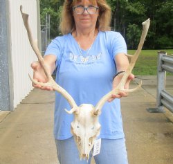 This is a Real B-Grade Fallow Deer Skull and horns (antlers) measuring 17 and 19 inches long - Buy Now for $90