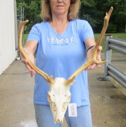 Real B-Grade Fallow Deer Skull and horns (antlers) measuring 14 and 17 inches long for $90