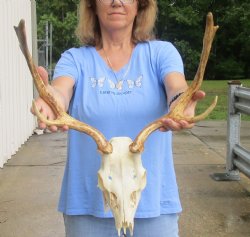 Real B-Grade Fallow Deer Skull and horns (antlers) measuring 15 inches long for $90