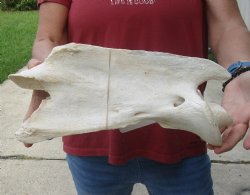 Buy Now 13" Giraffe Vertebra Bone for - $65