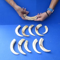 2 pounds B-Grade Warthog Tusks approx. 4-8" for $60