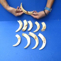 2 pounds B-Grade Warthog Tusks approx. 4-8" for $60
