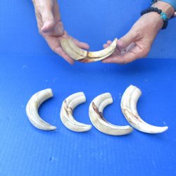 5 pc lot of 6 inch Warthog Tusks - $45/lot