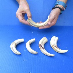 5 pc lot of 6 inch Warthog Tusks - $45/lot
