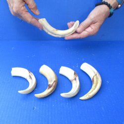 5 pc lot of 6 inch Warthog Tusks - $45/lot