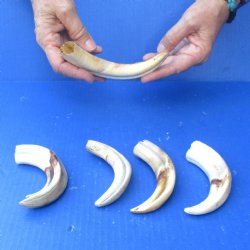 5 pc lot of 6 inch Warthog Tusks - $45/lot