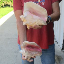 2 piece lot of 6 & 7-1/2" B-Grade Pink Conch Slit Shells for sale for $16
