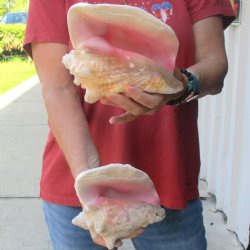 2 piece lot of 5-1/2 & 7" B-Grade Pink Conch Slit Shells for sale for $16