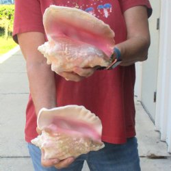 Buy this 2 pc lot of 7" Pink Conchs - $24/lot