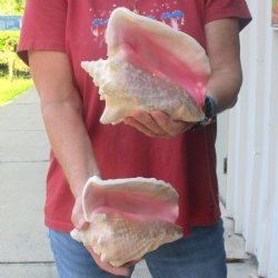 Buy this 2 pc lot of 6-1/2 & 7-1/2" Pink Conchs - $24/lot