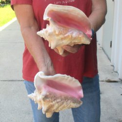 Buy this 2 pc lot of 6-3/4 & 7-1/2" Pink Conchs - $24/lot