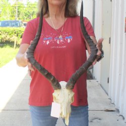 B-grade African impala skull with horns 21" for $85